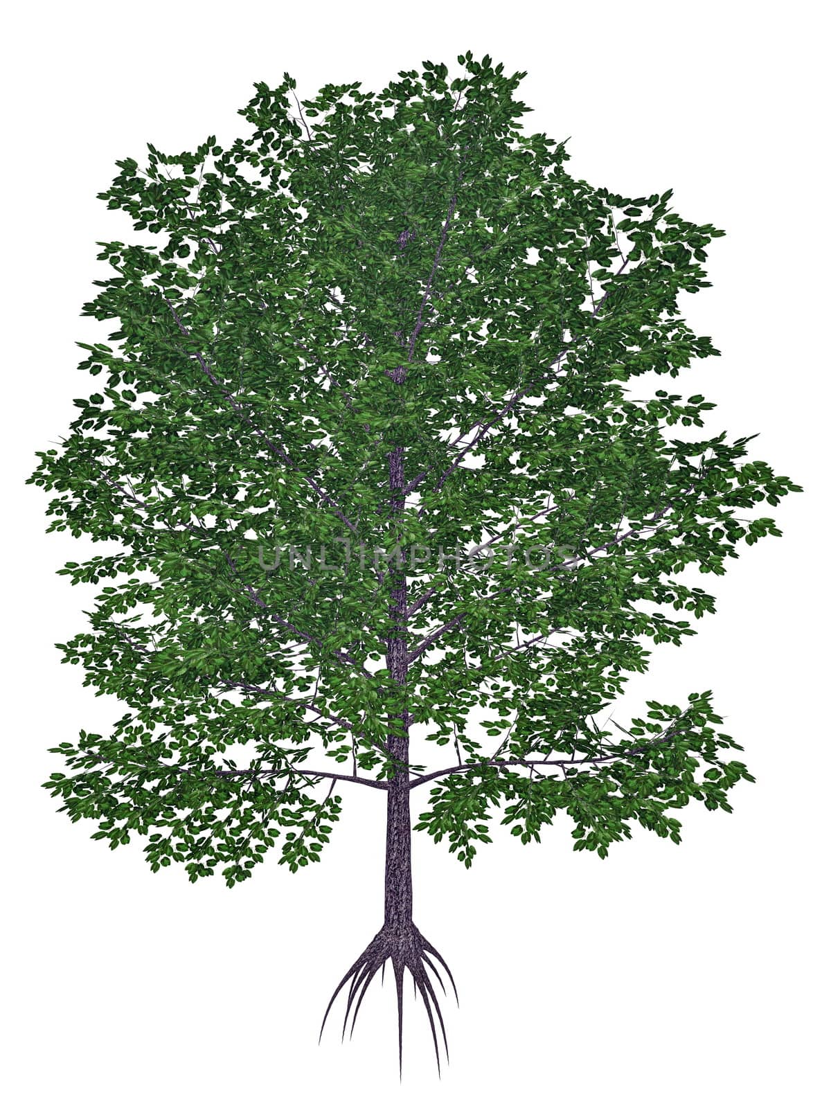 Sweet, black, mahogany, spice or cherry birch, betula lenta tree - 3D render by Elenaphotos21