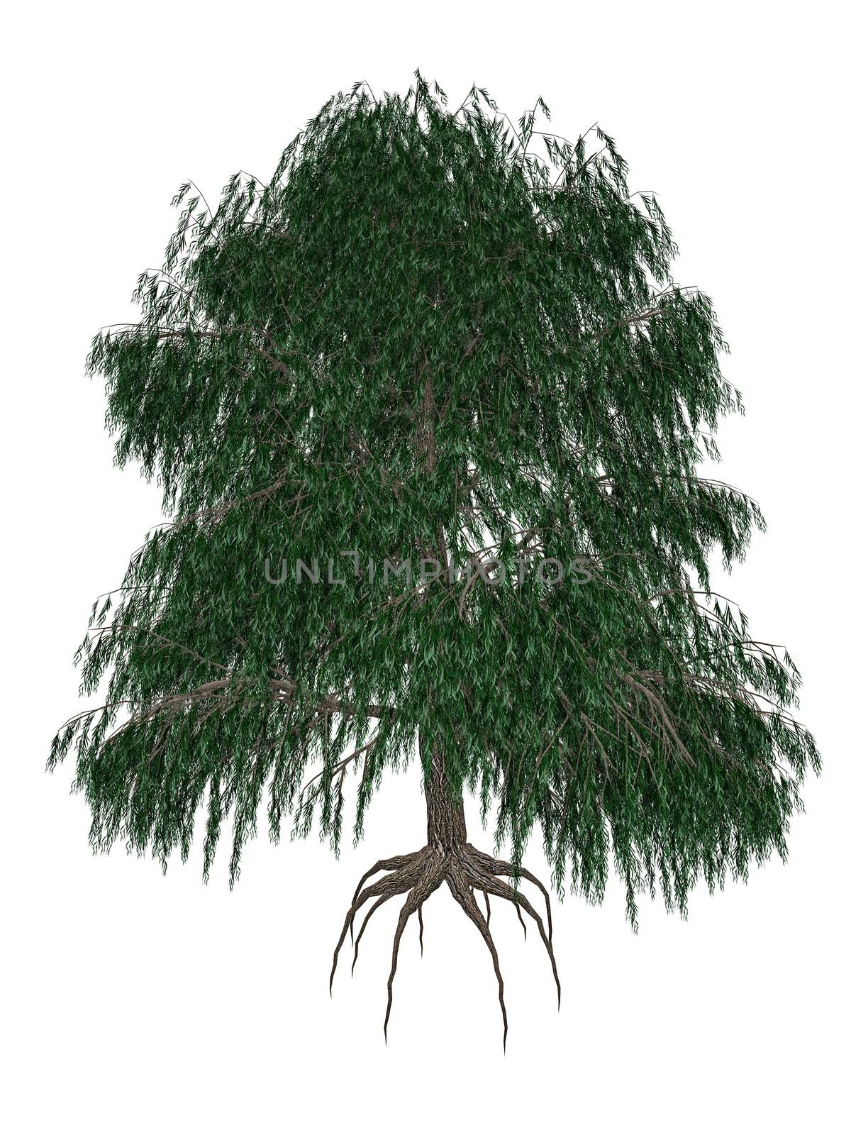 Babylon or weeping willow, salix babylonica tree - 3D render by Elenaphotos21