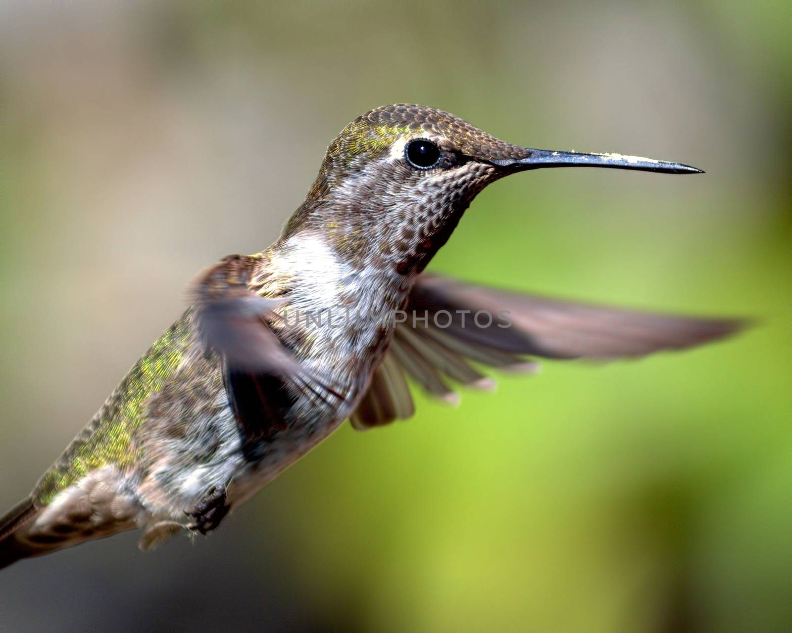 Anna's Hummingbird in Flight by backyard_photography