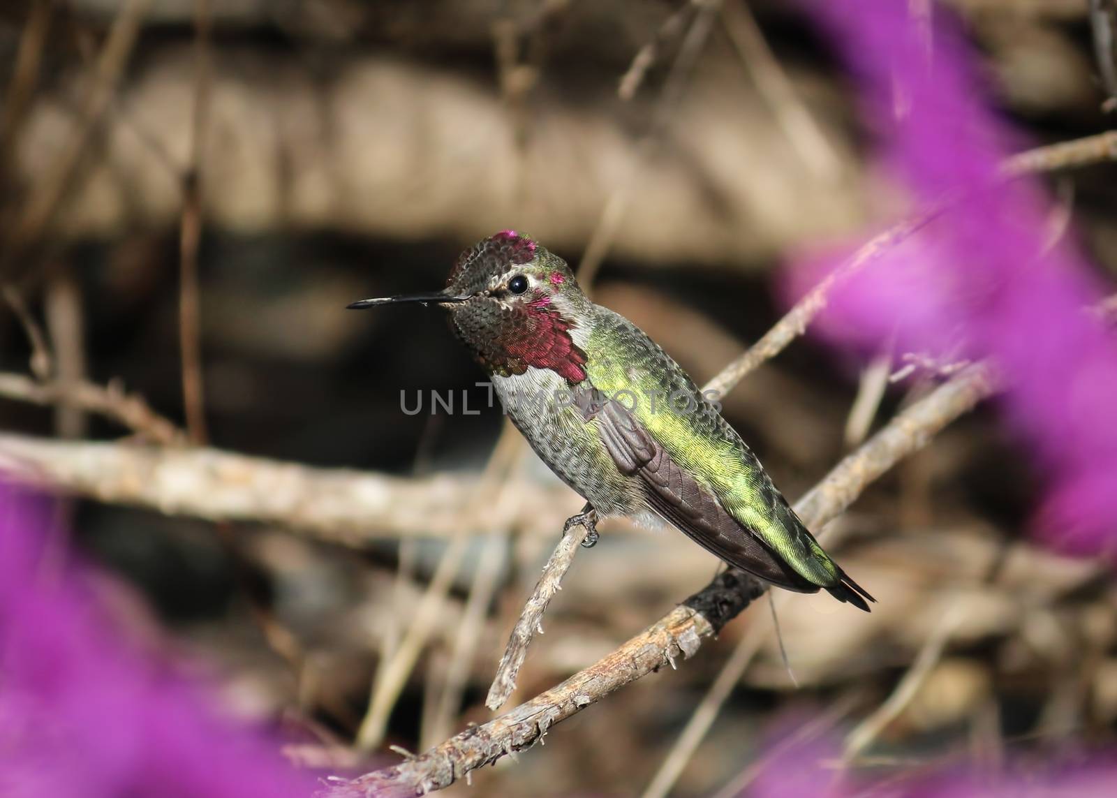 Anna's Hummingbird by backyard_photography