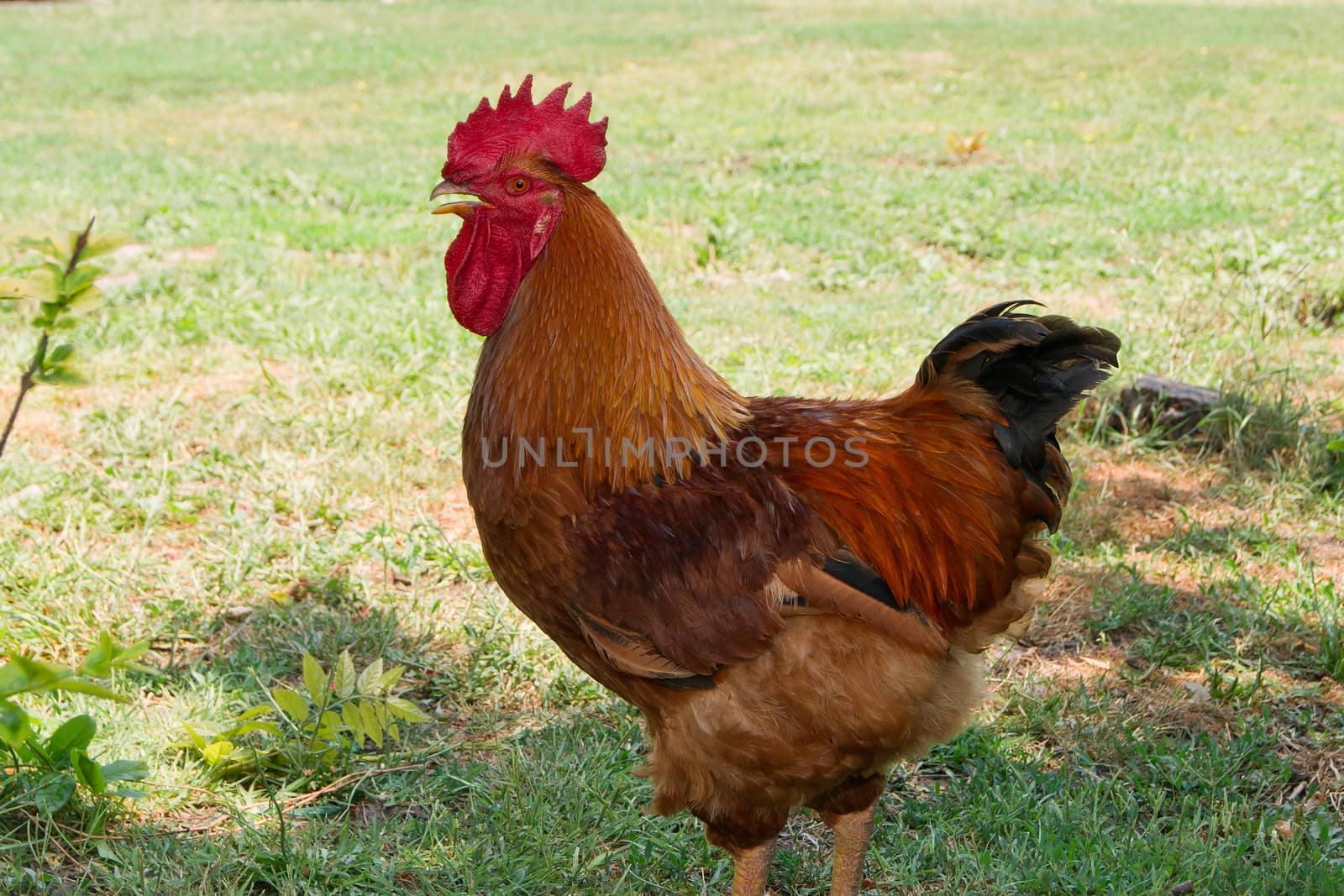 A red rooster in the poultry yard.