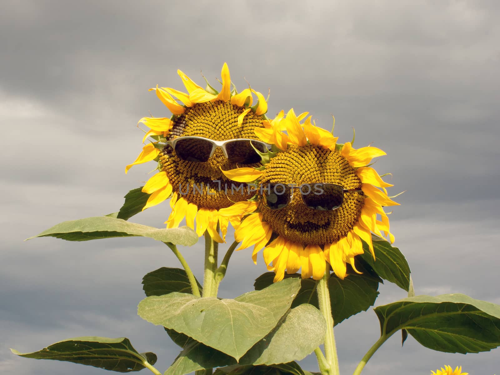 The sunflower family is the comic field.