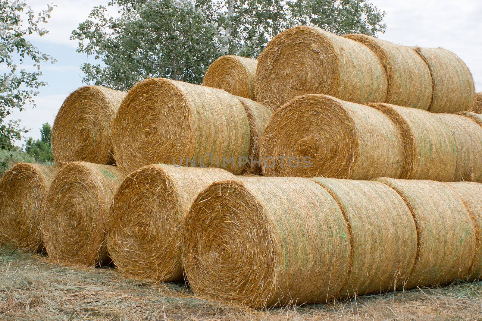 The round bales of straw stacked laid.