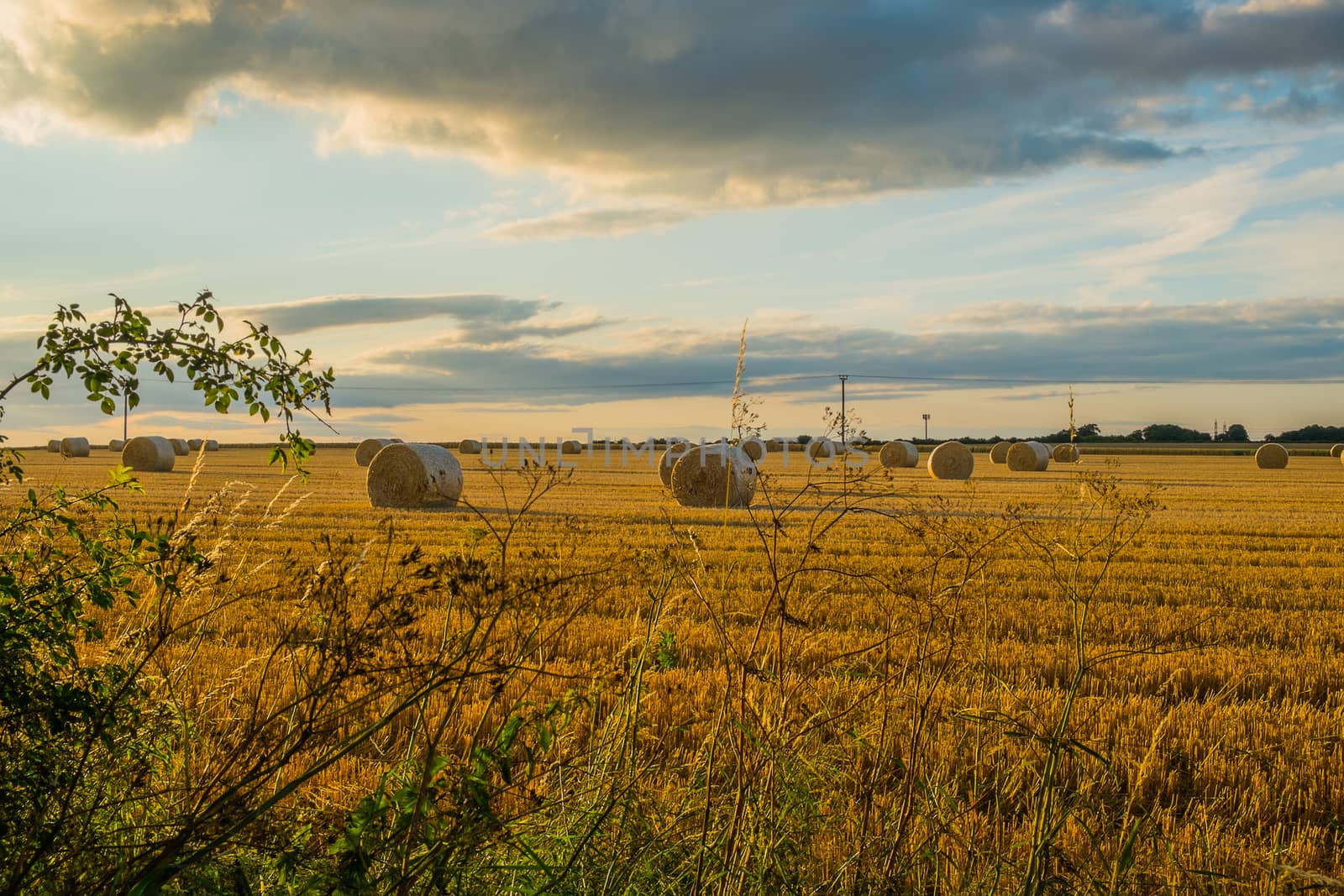 group of freshly cut straw bales in a field at sunset