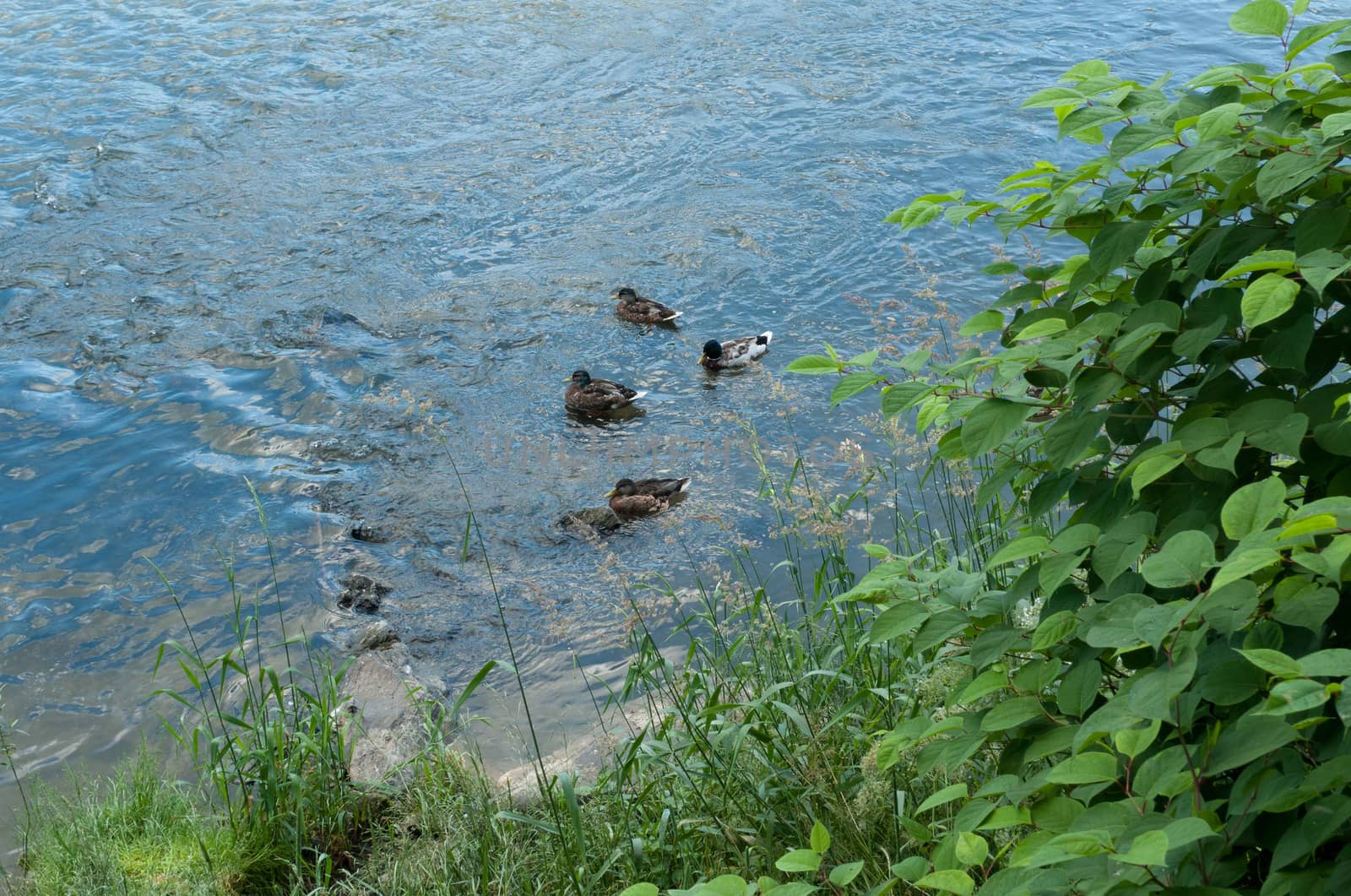 Ducks by jol66