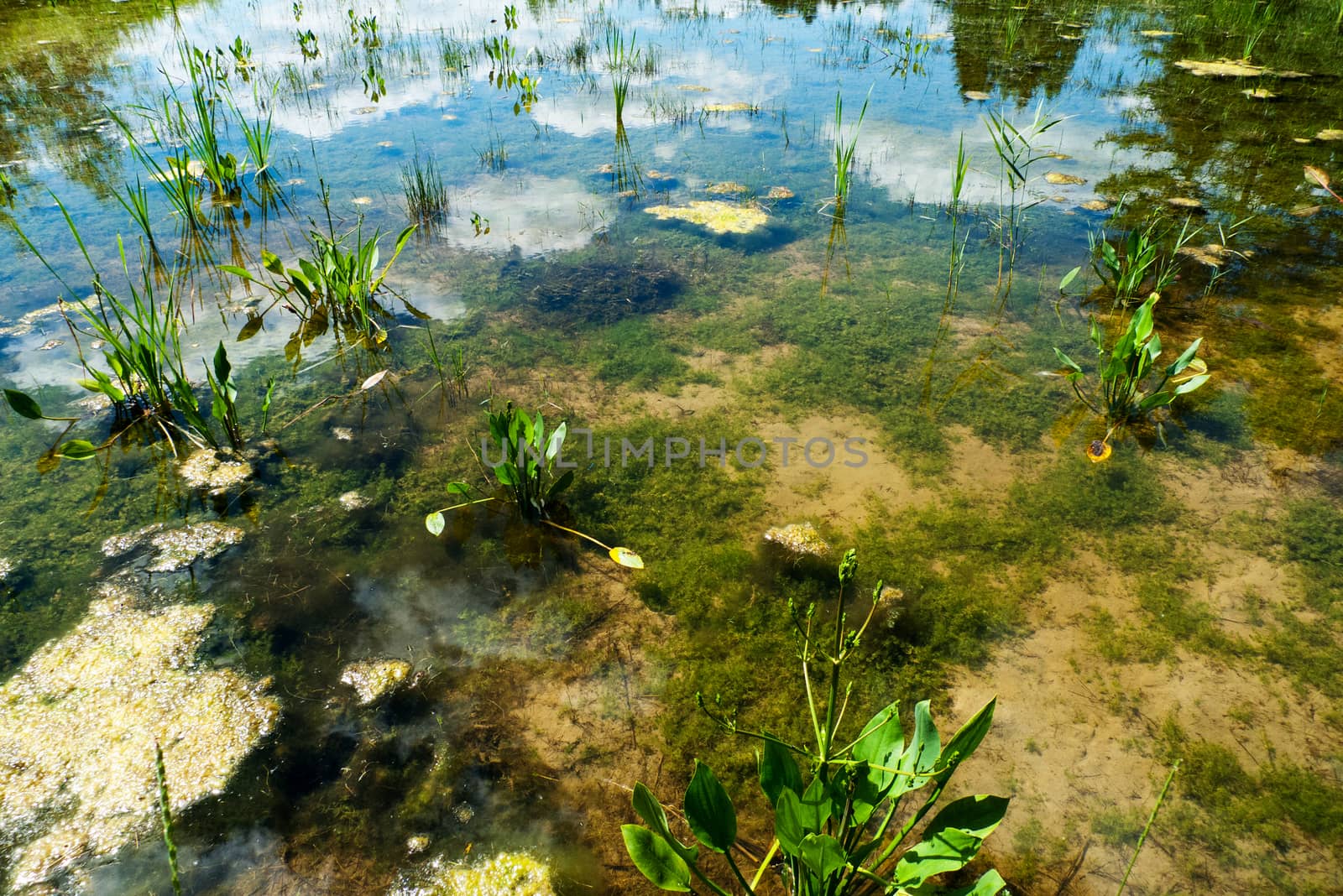 Pond with water plants and sky reflection