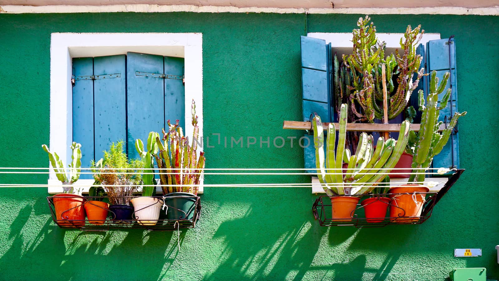 blue window on green wall with cactus  by polarbearstudio