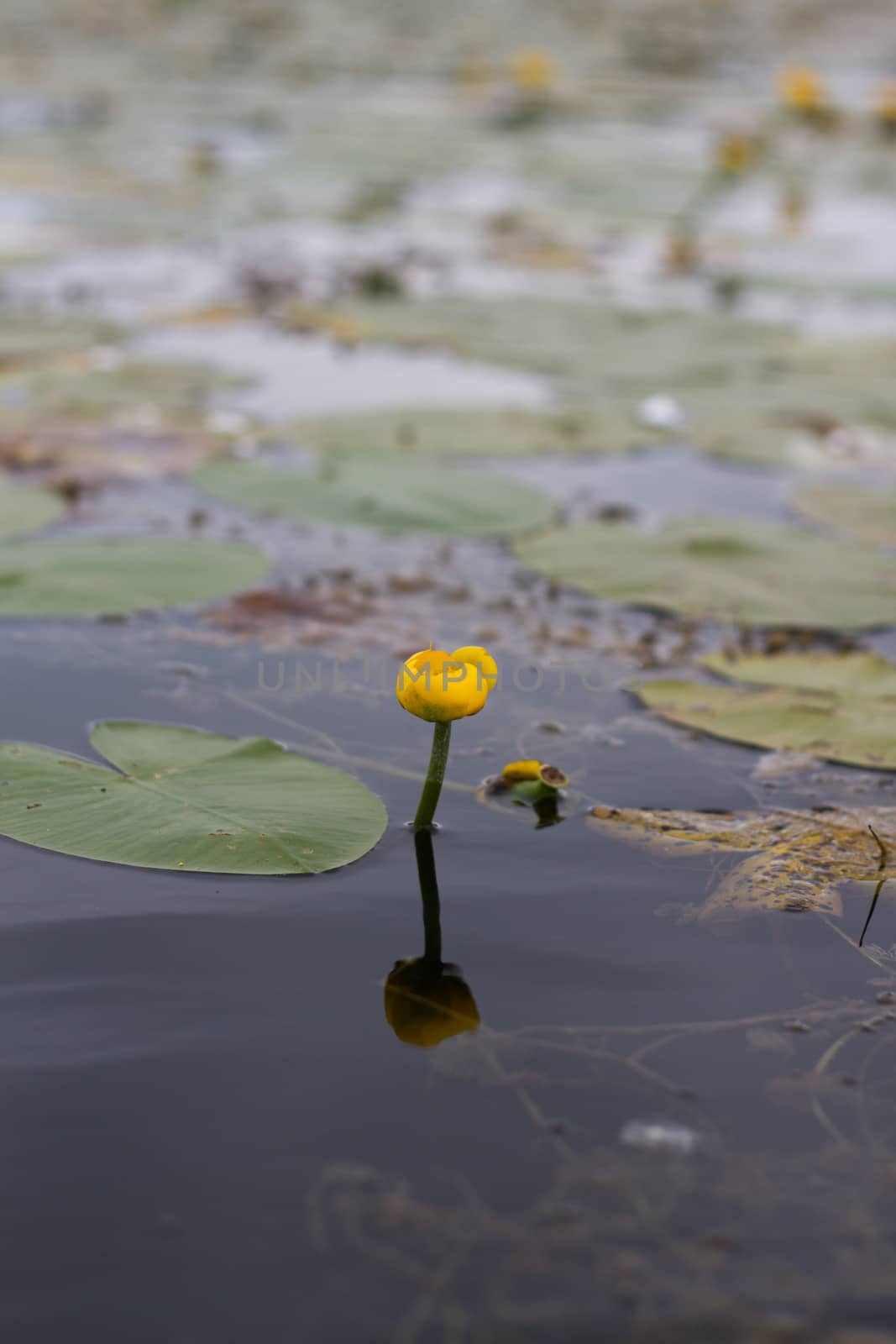 Potbelly yellow water flower by olegkozyrev
