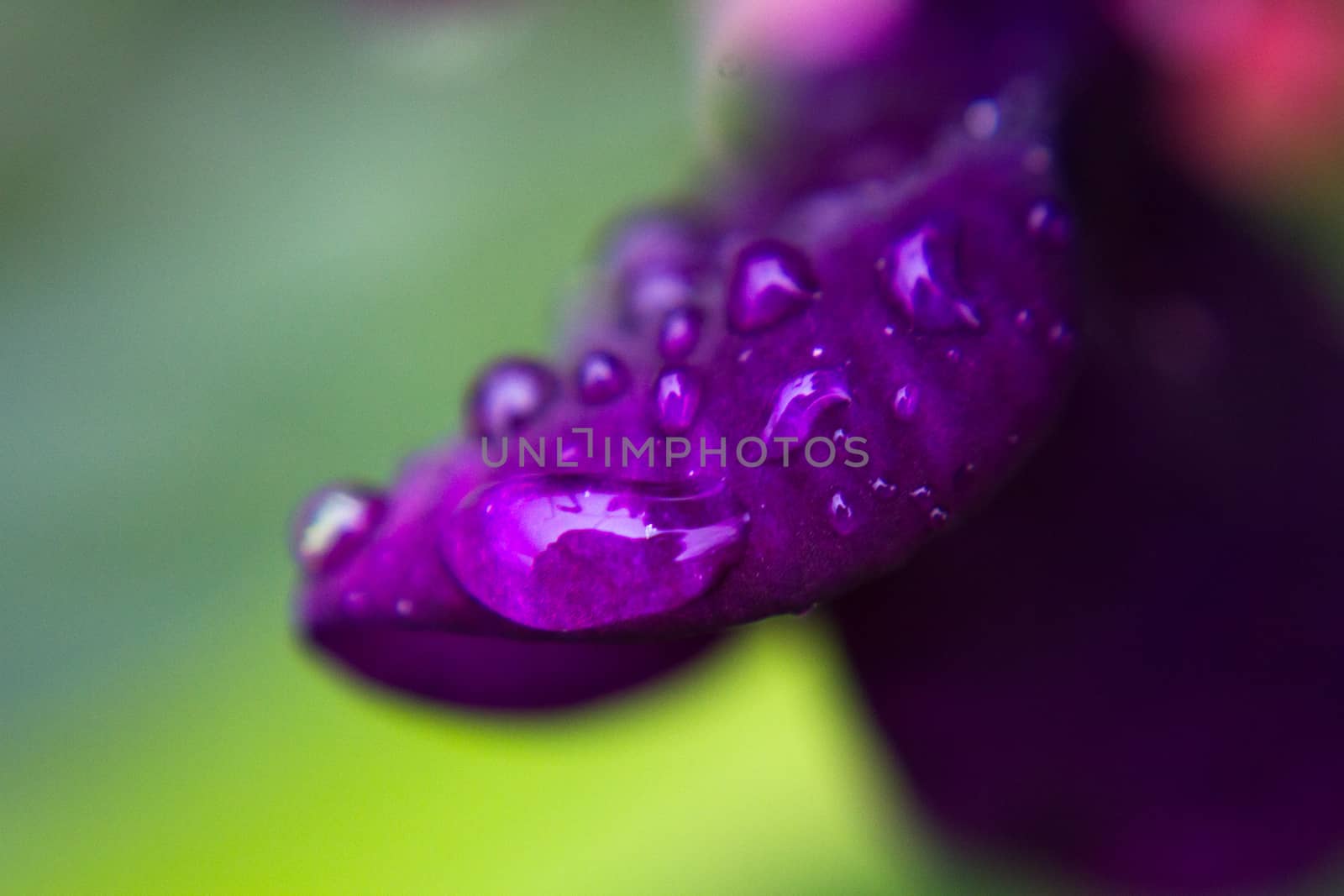 macro dew drops on purple flower petal by olegkozyrev