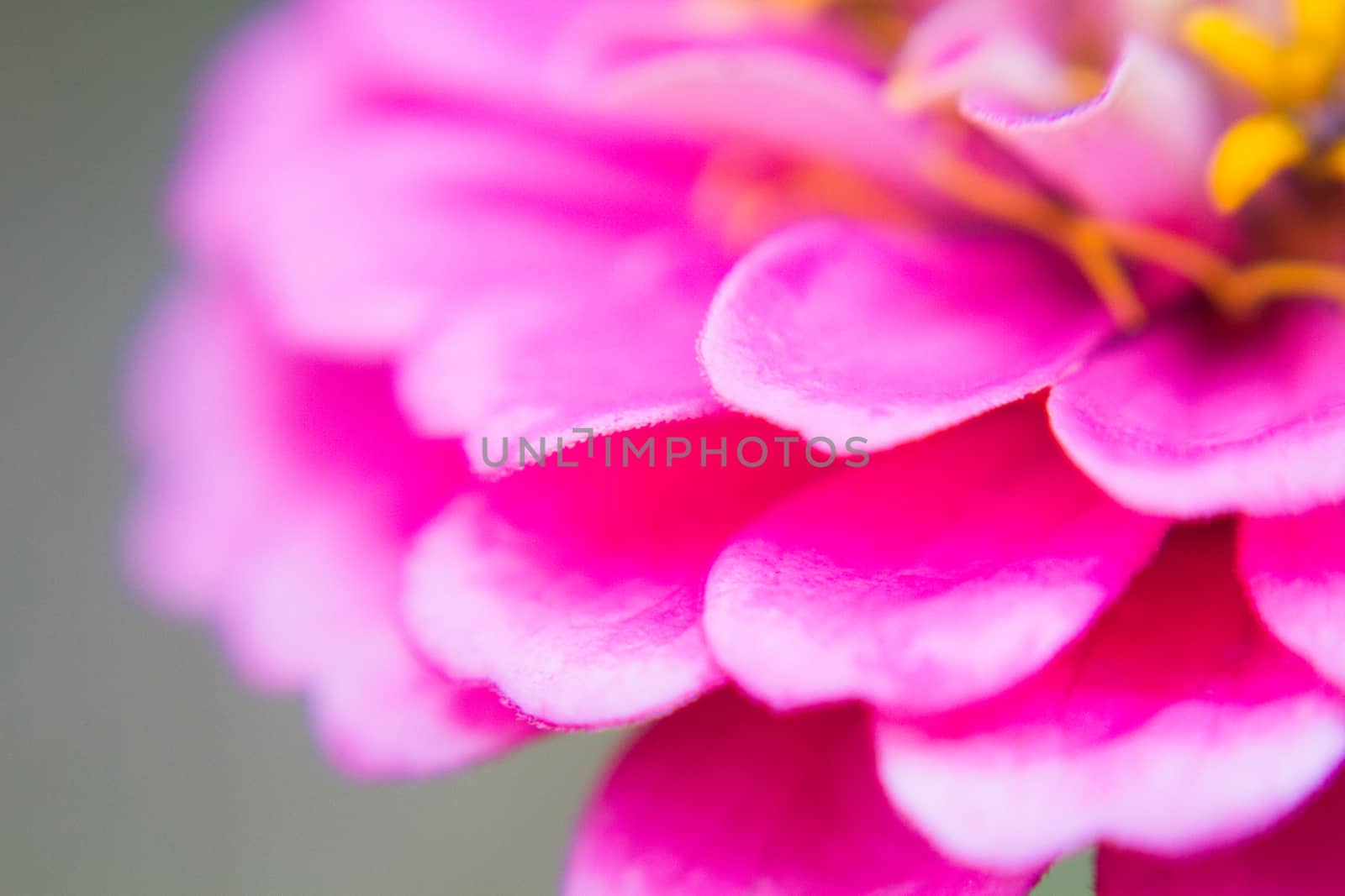 Crimson flower petals macro blurred effect and sharp focus through the lens Lensbaby