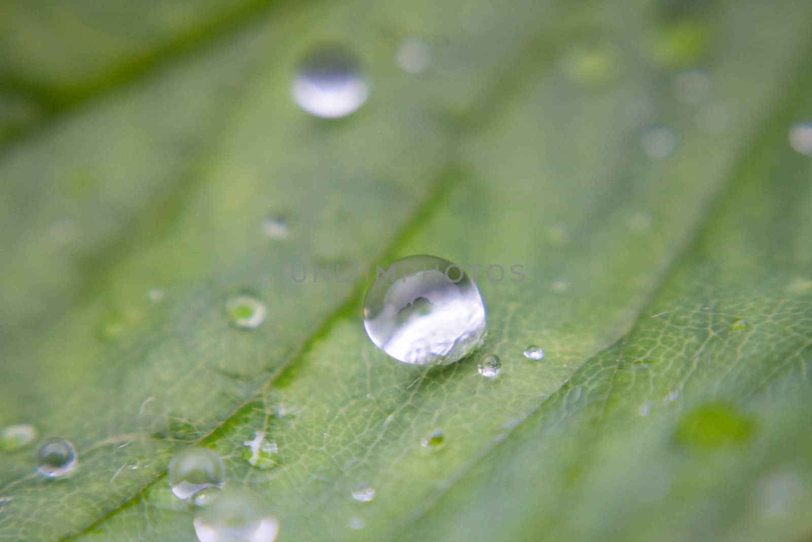 Dew drops on green leaf macro by olegkozyrev