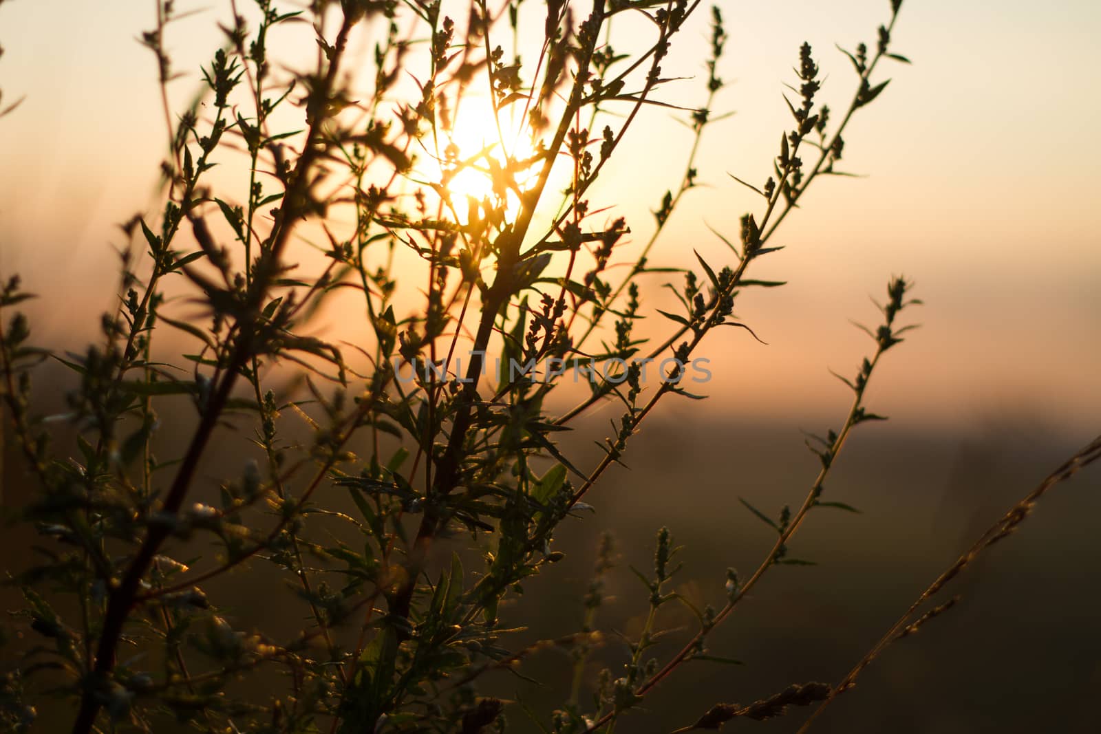 Sepia effect evening sun contours field plants by olegkozyrev