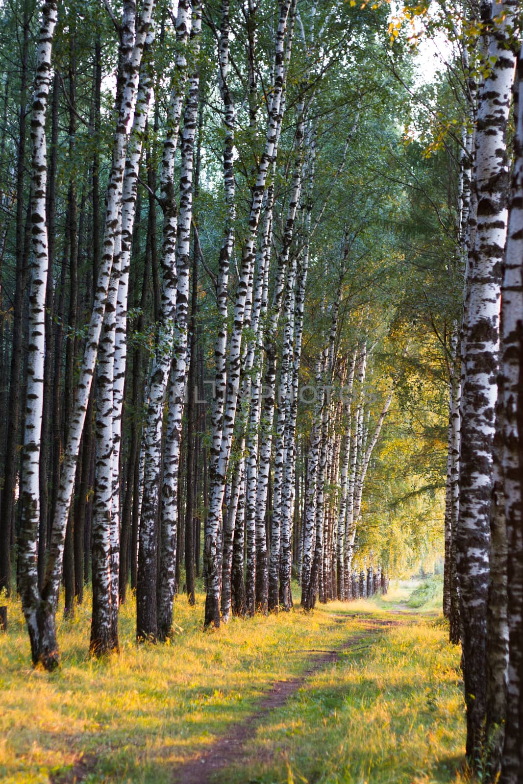 Russian birch alley natural background, a number of trees in the summer are illuminated by the evening sun