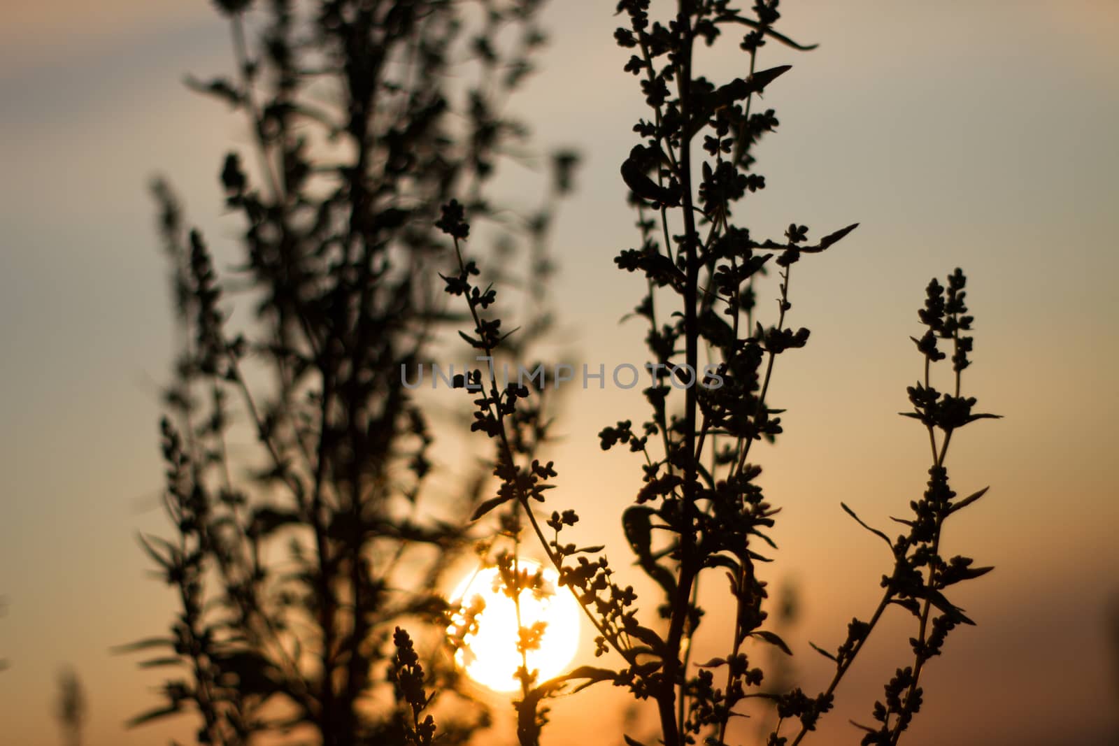 Sepia effect evening sun contours field plants by olegkozyrev