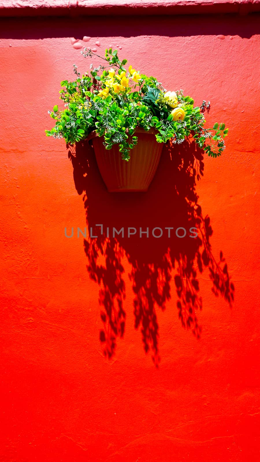 red color wall and plant flower in Burano, Venice, Italy