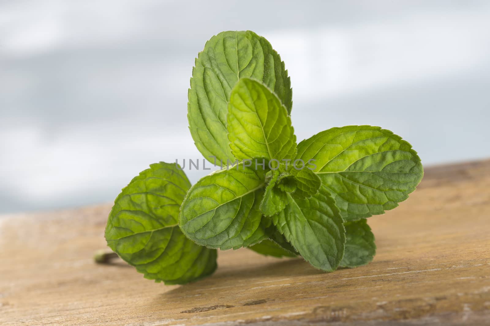 Fresh mint leaf on wooden table