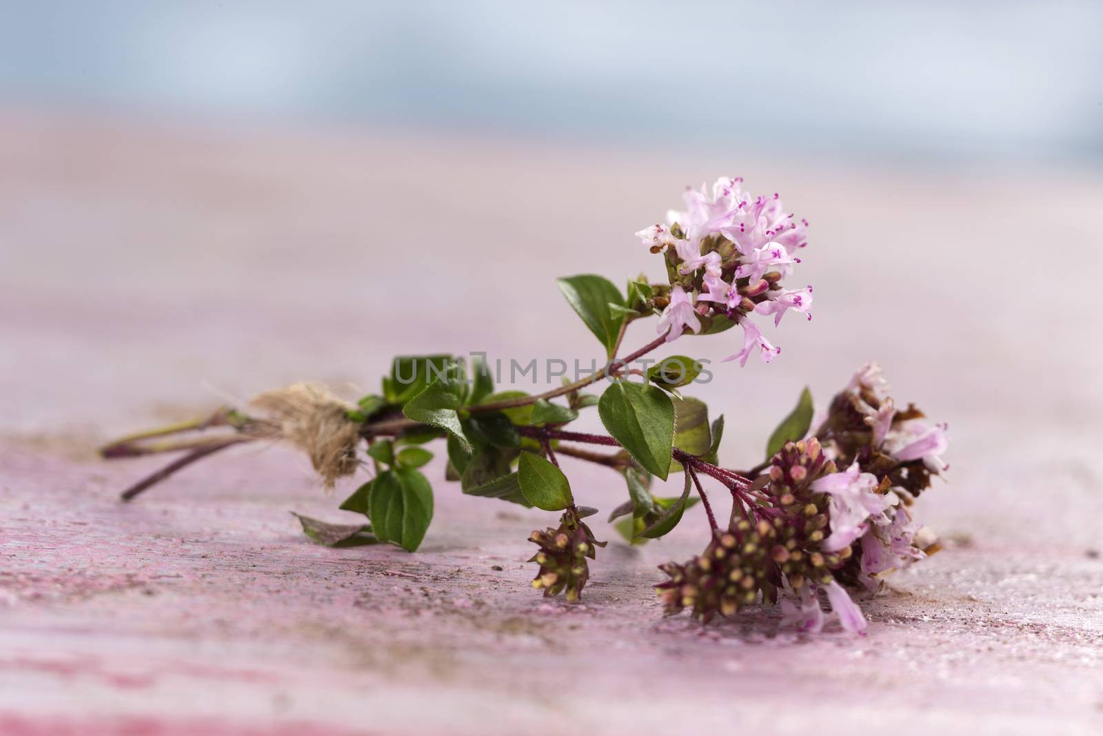 branch of oregano for food preparation