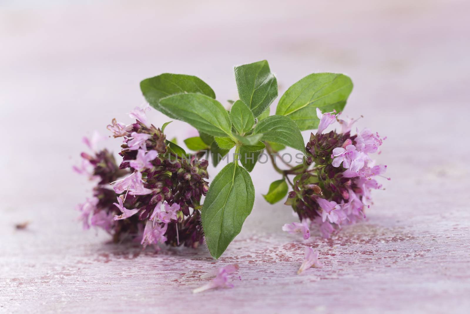 branch of oregano for food preparation