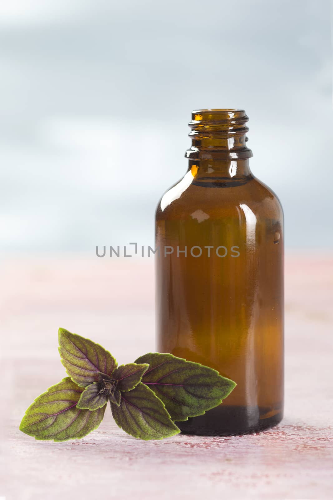 Basil organic essential oil  aromatherapy and culinariry