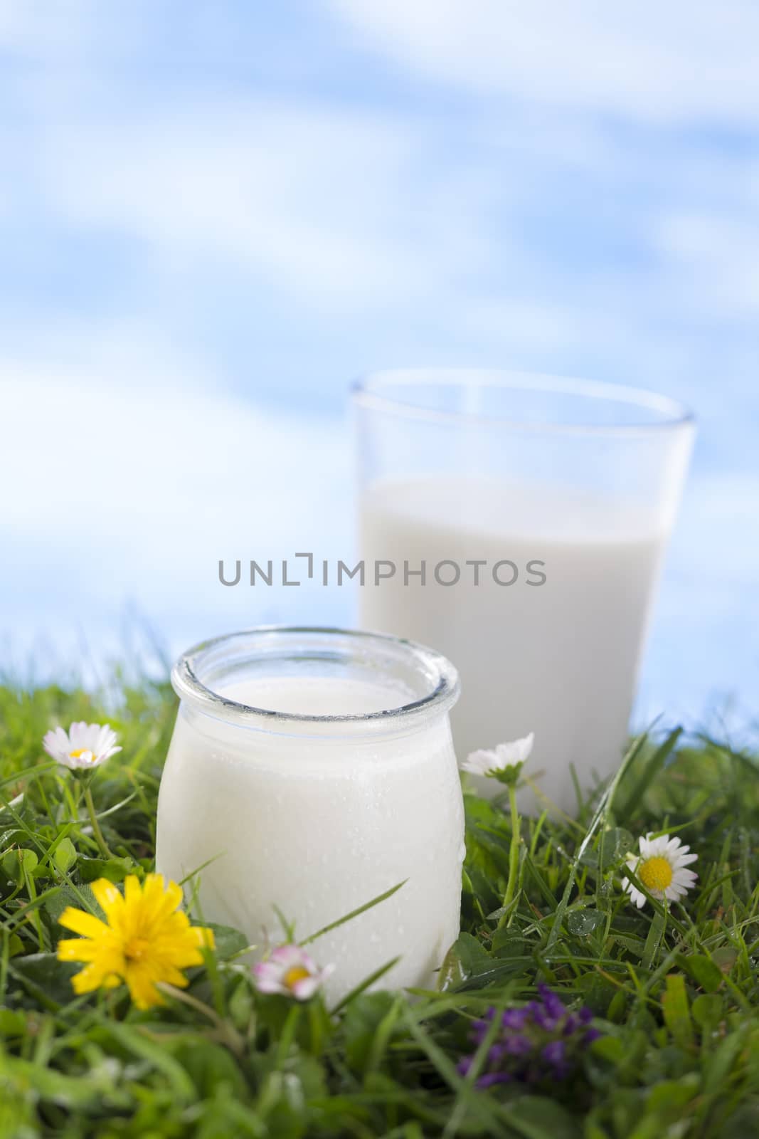 glass of milk with jar of yogurt on the grass with cflowers  the sky with clouds on the background.