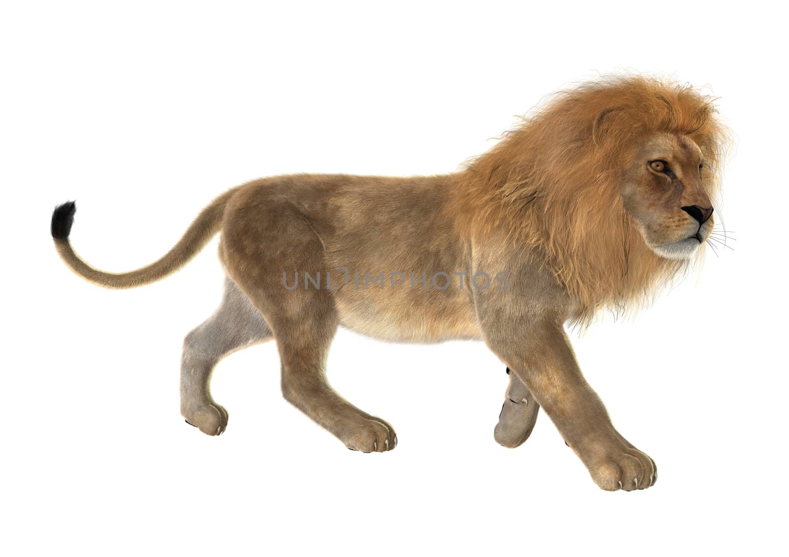 3D digital render of a male lion isolated on white background