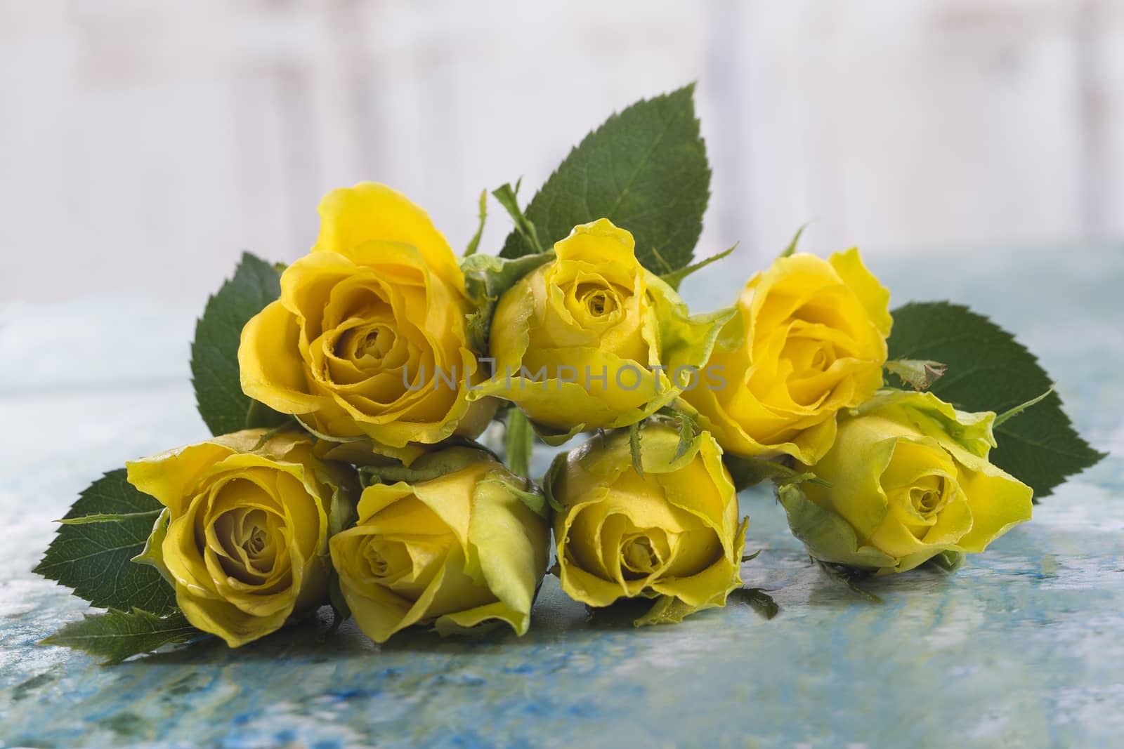 yellow roses by JPC-PROD