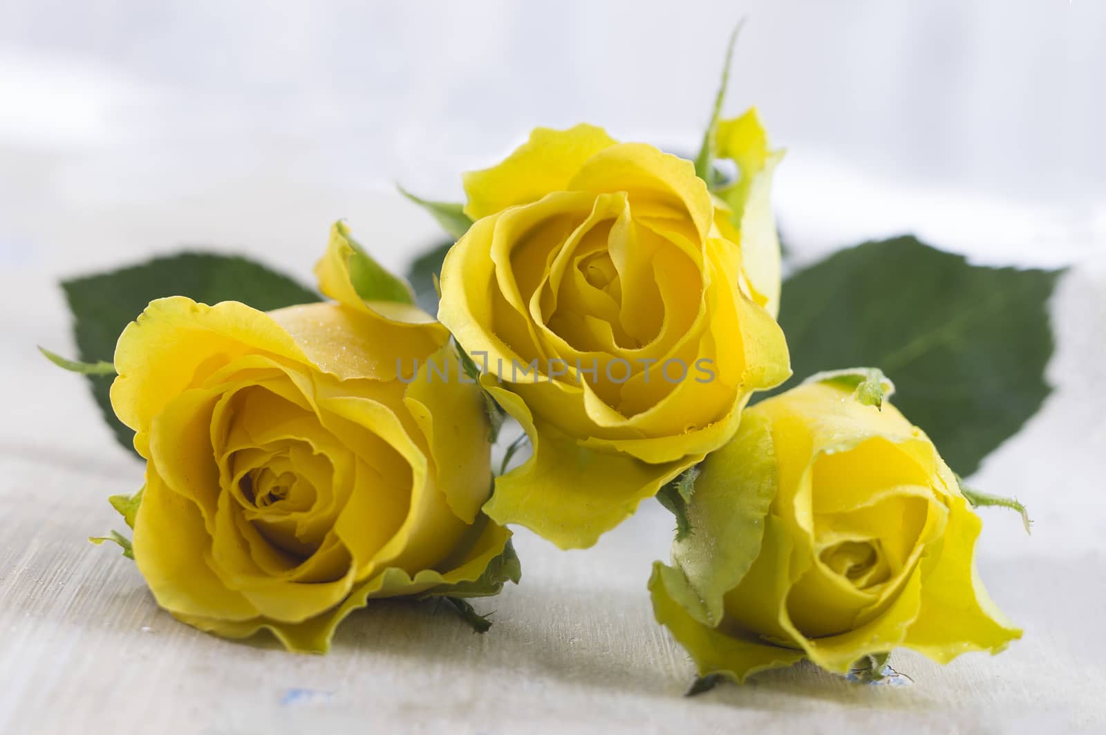 yellow rose laying on table