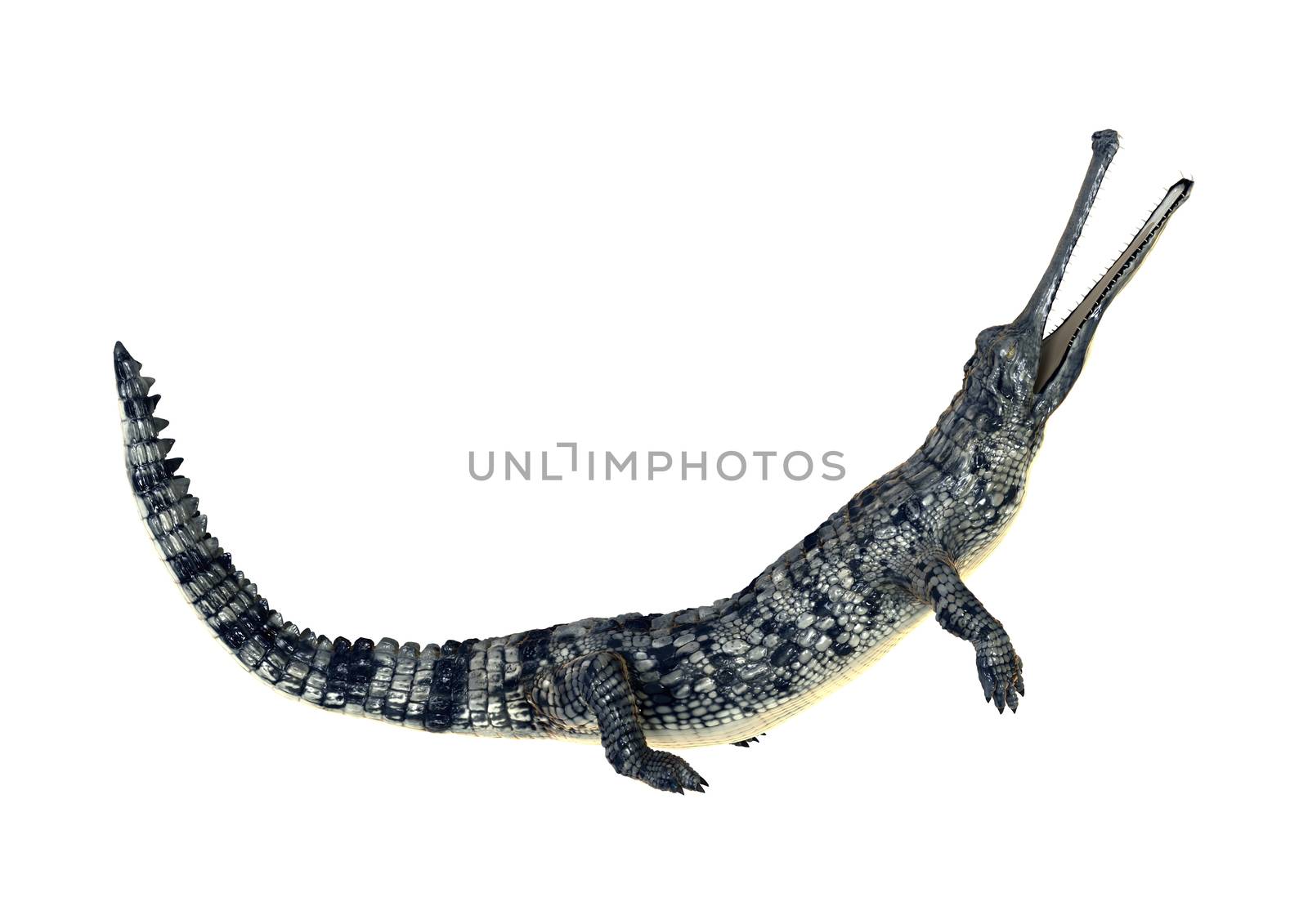 3D digital render of a gharial or Gavialis gangeticus, or gavial, or fish-eating crocodile isolated on white background