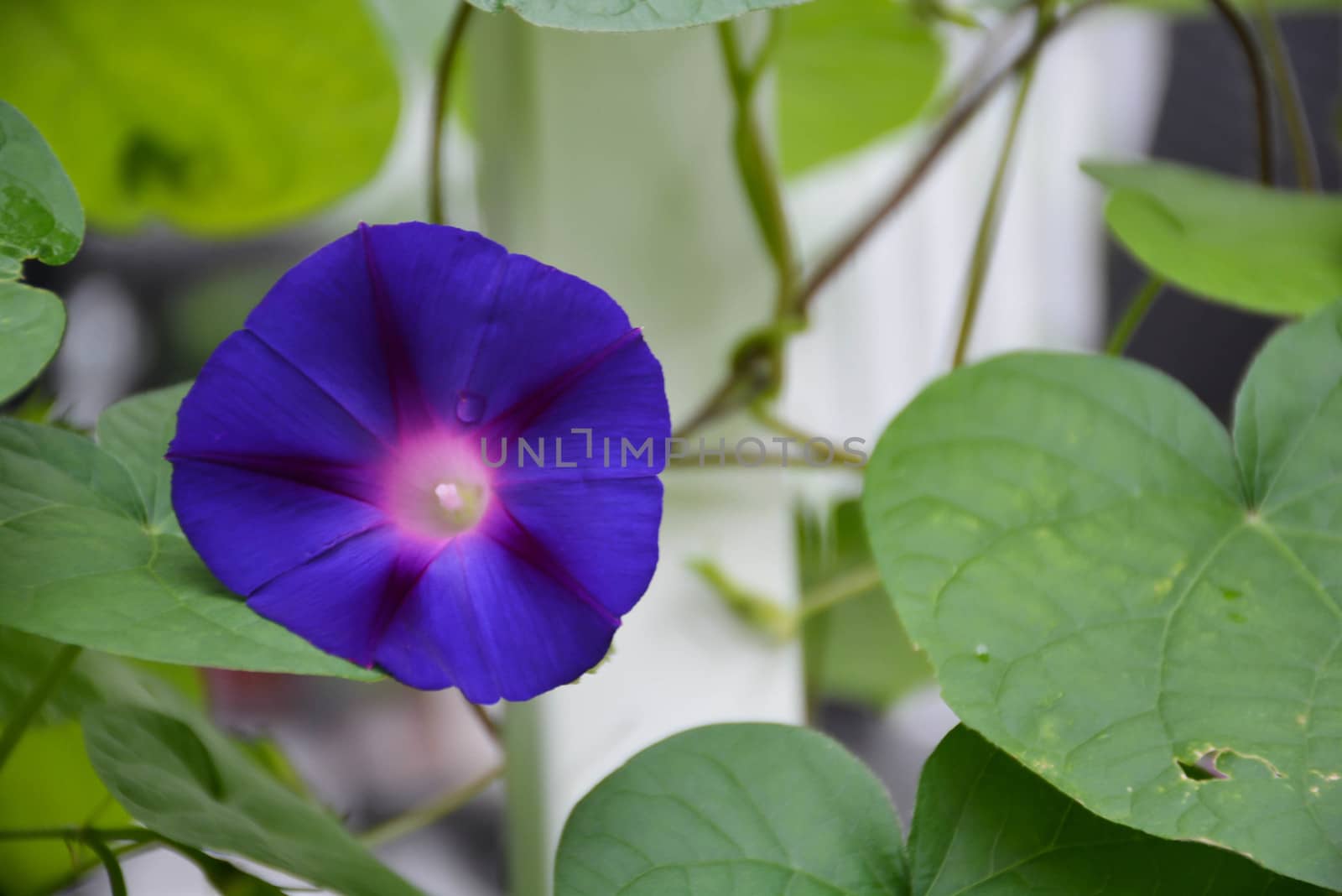 Purple morning glory in sunlight