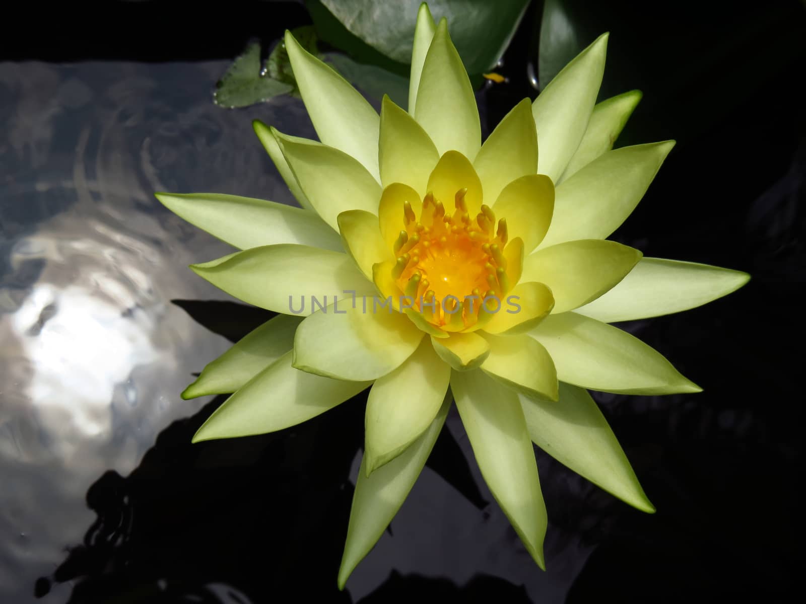 A yellow waterlily flower in the tropical jungles of India.                               