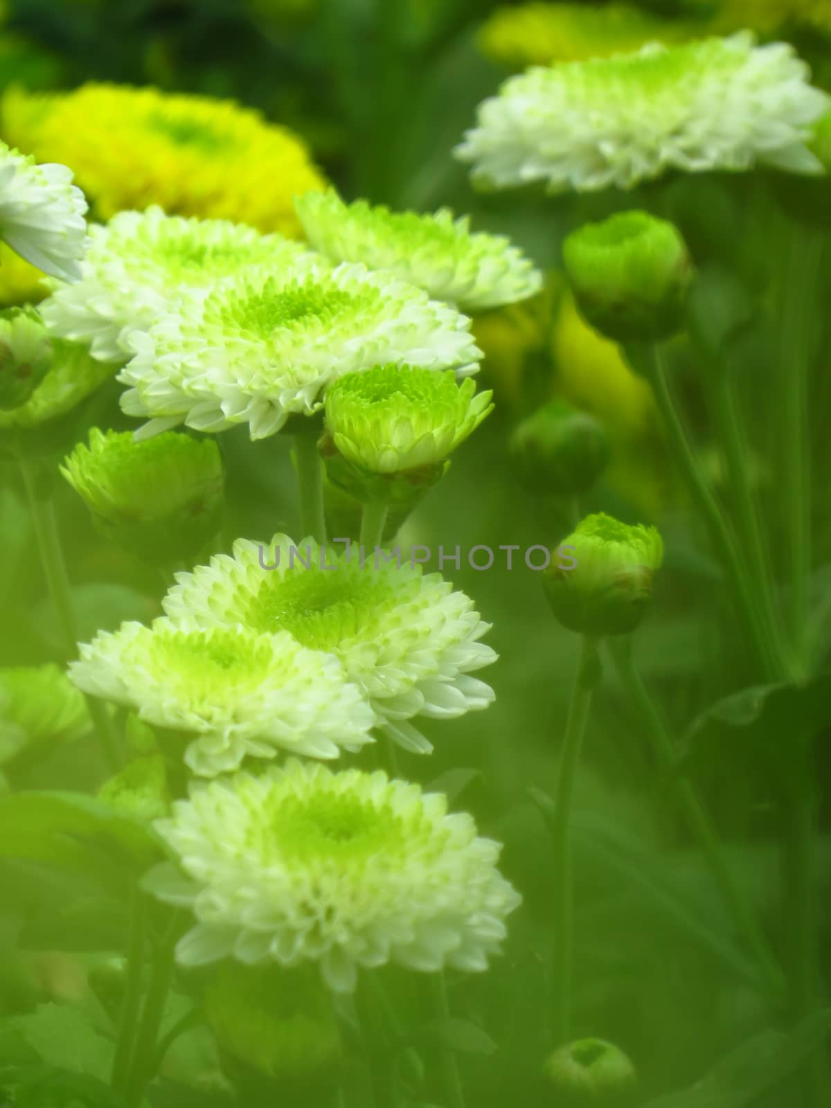 An abstract view of white flowers through blurred green leaves in a tropical forest.                               