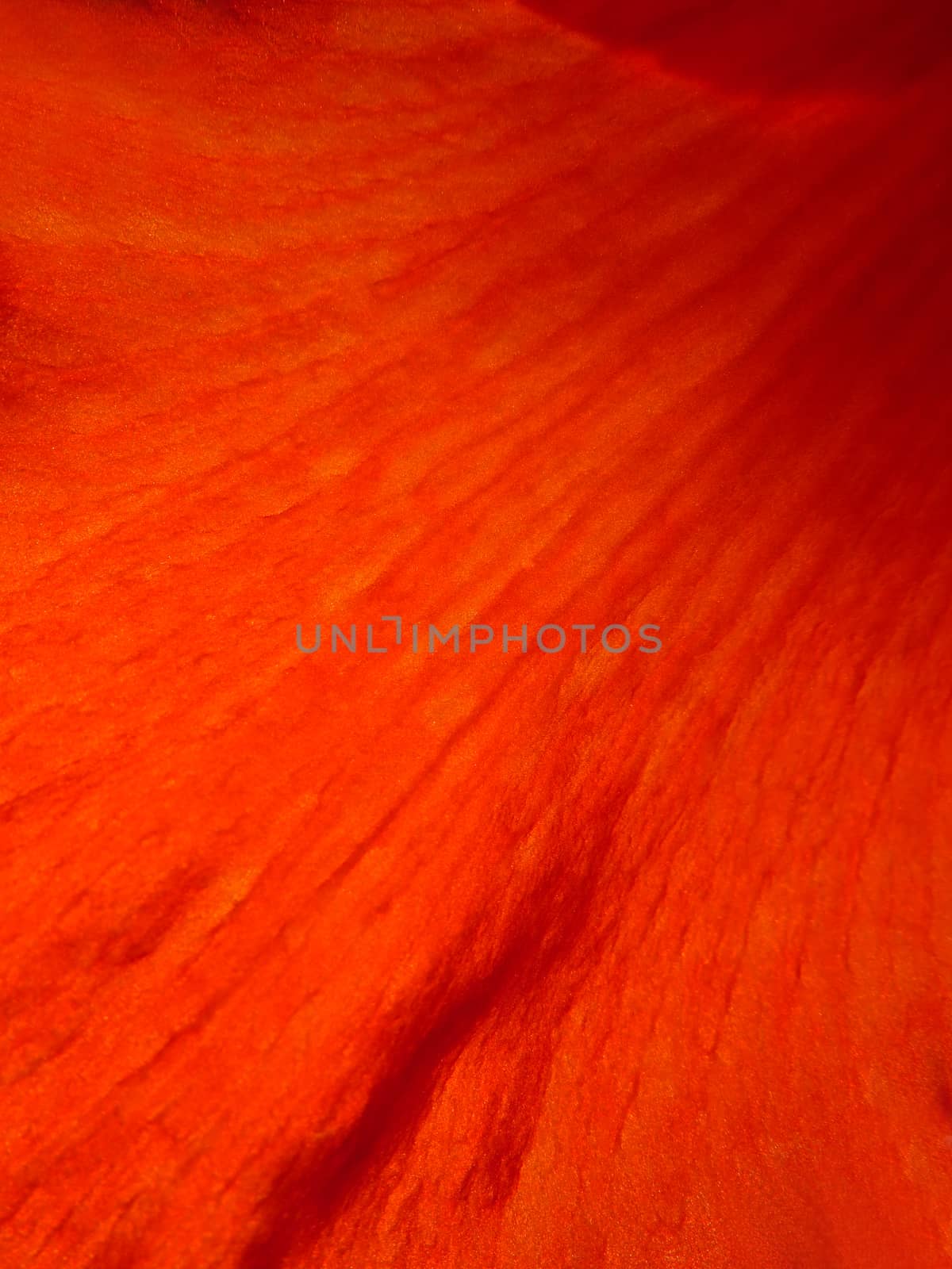 A background with the macro view of the design on the petal of a red tropical flower.                               