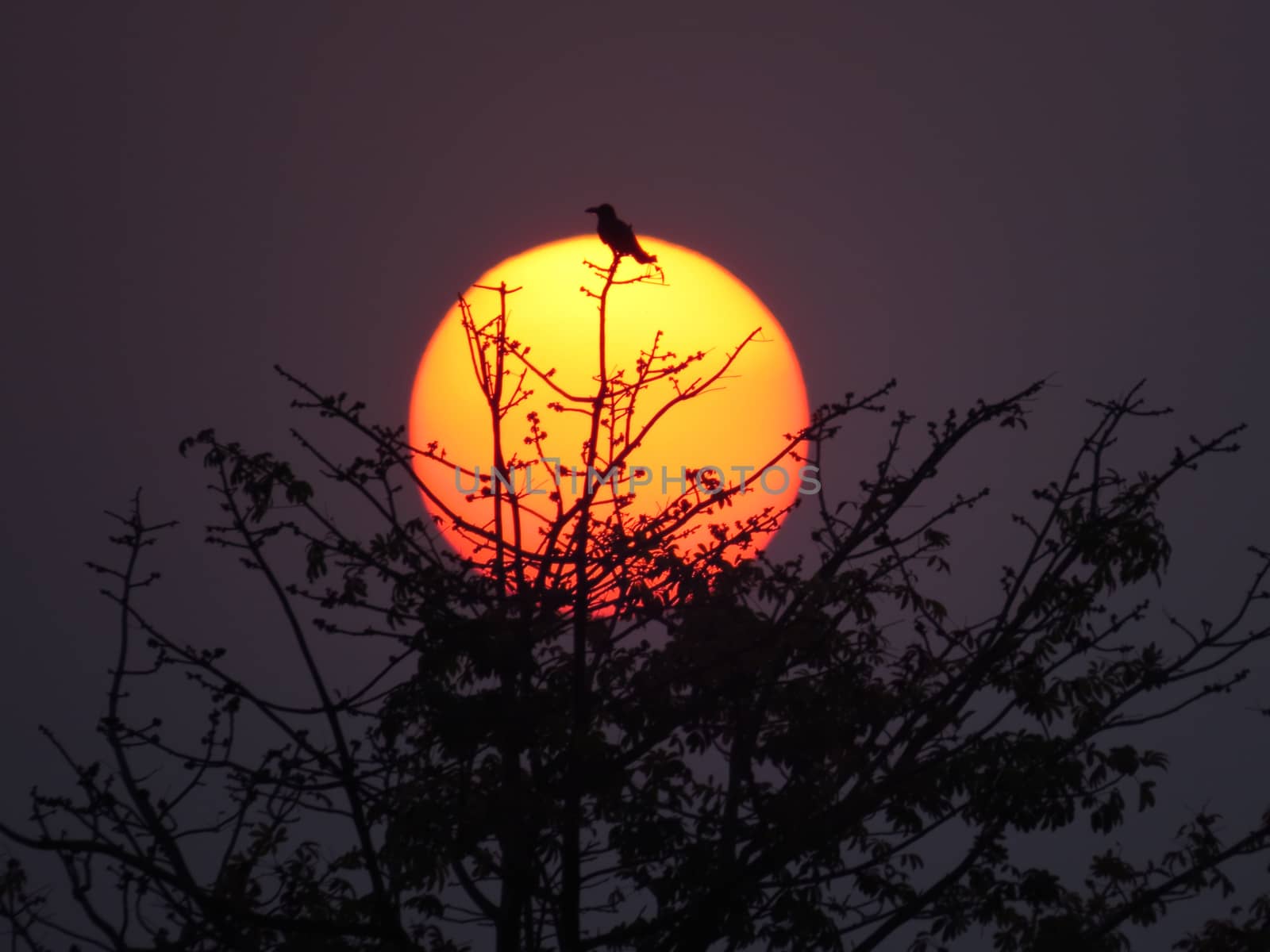 A bird sitting on the top of a dry desert tree on the backdrop of a huge setting sun.                               
