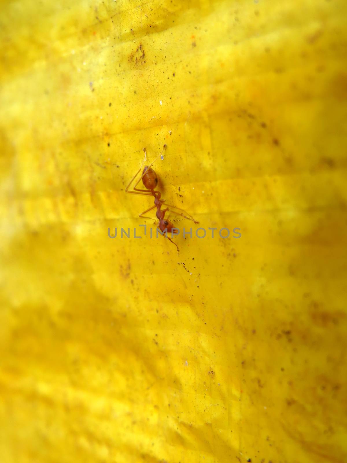A red ant crawling on a yellow leaf