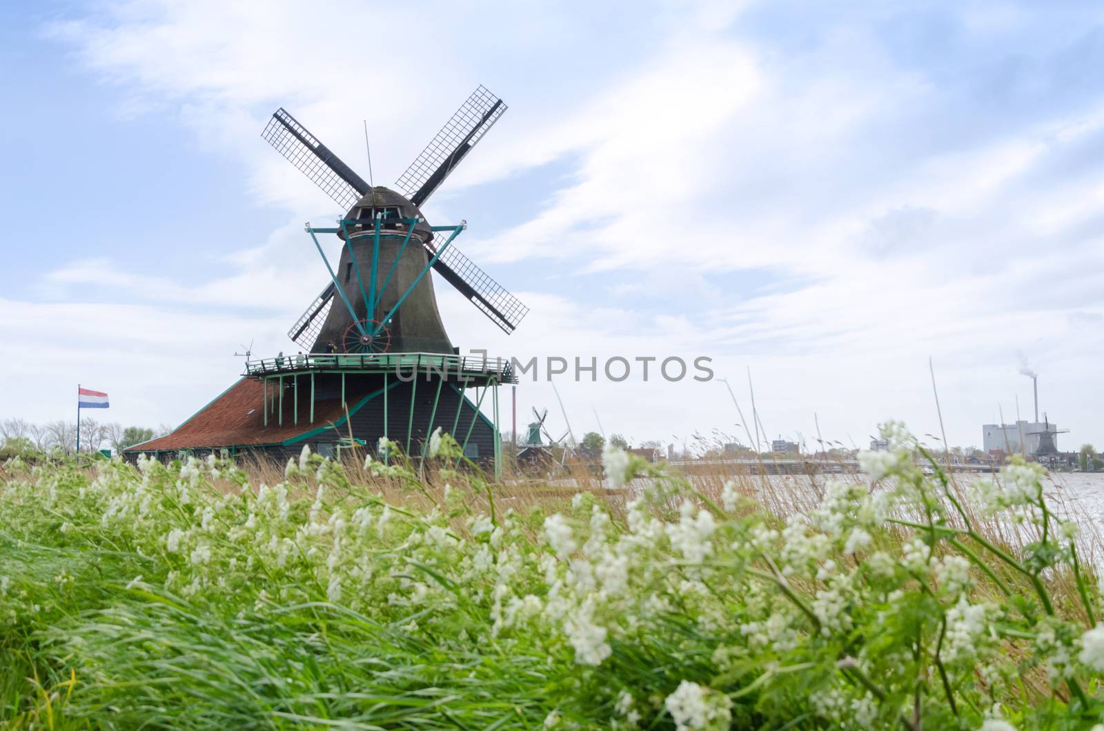 Wind mills with flower in Zaanse Schans, The Netherlands.