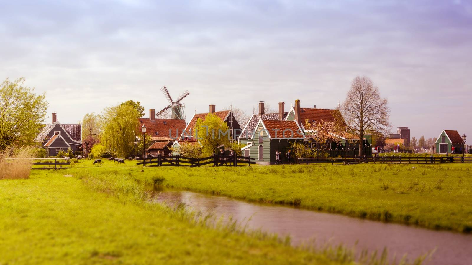 Windmill and rural houses in Zaanse Schans. Tilt-shift effect. by siraanamwong