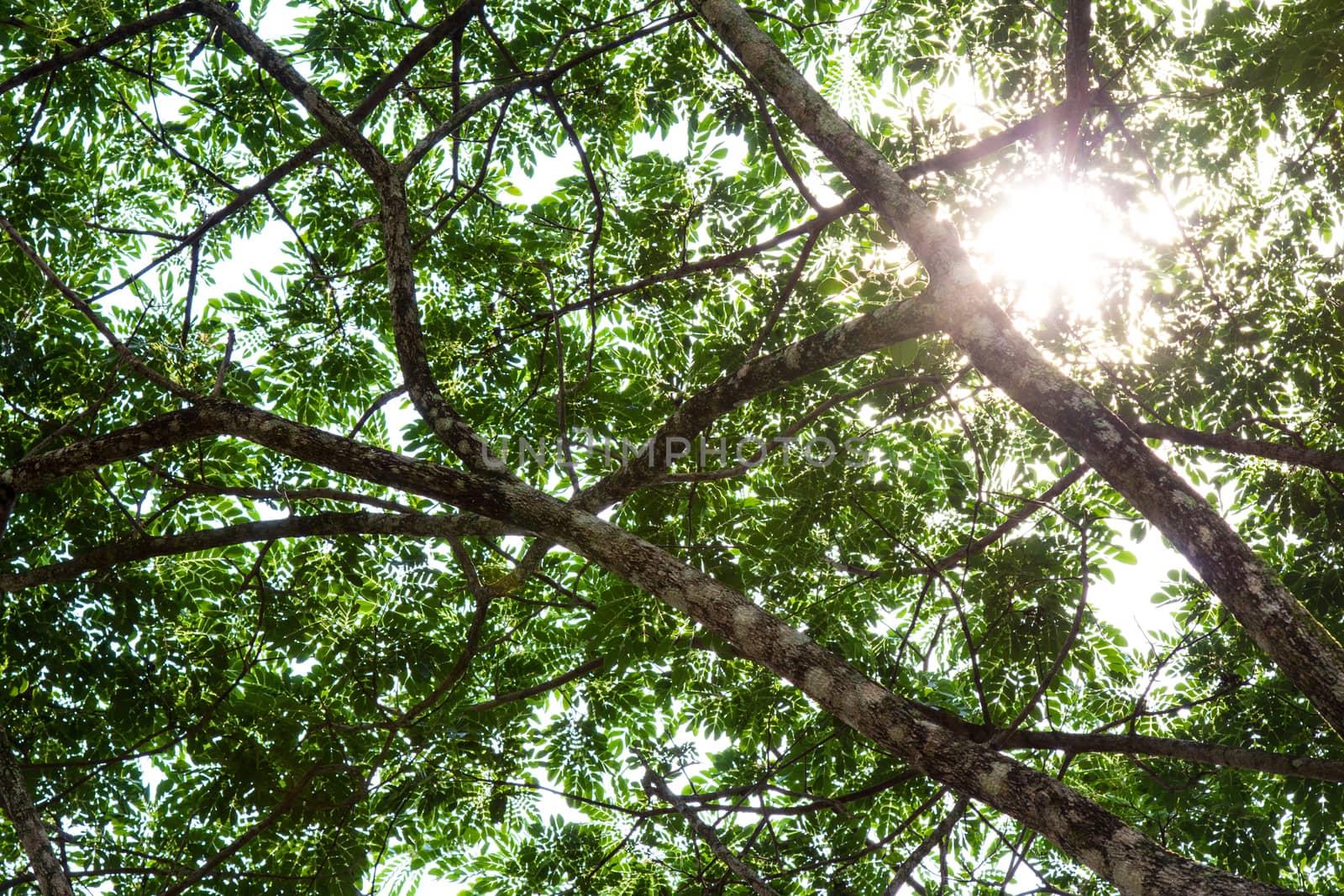 Under the tree with branch by liewluck