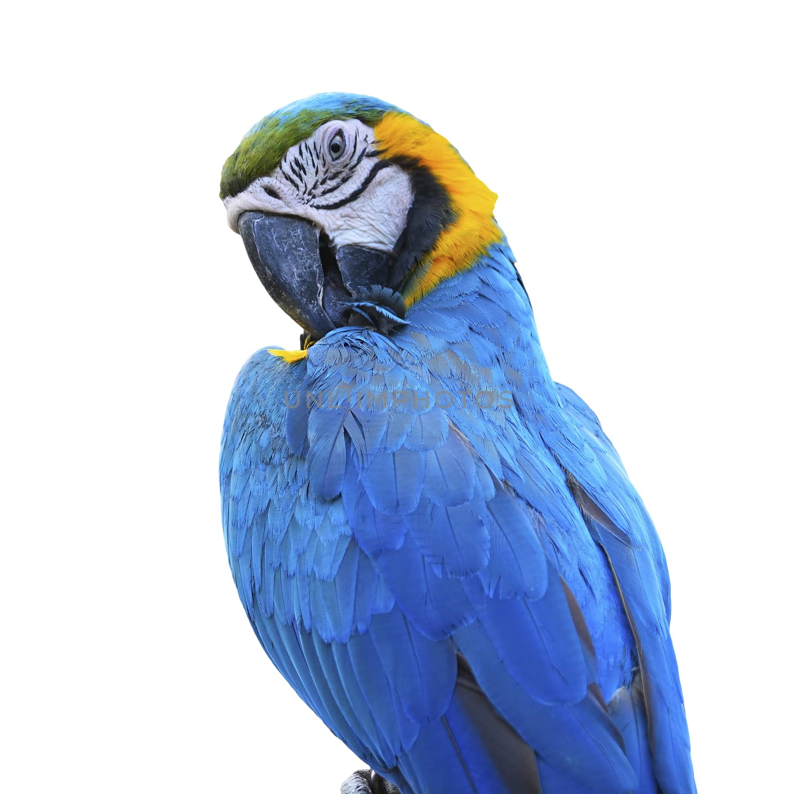 Beautiful parrot bird, Blue and Gold Macaw in portrait profile, isolated on white background