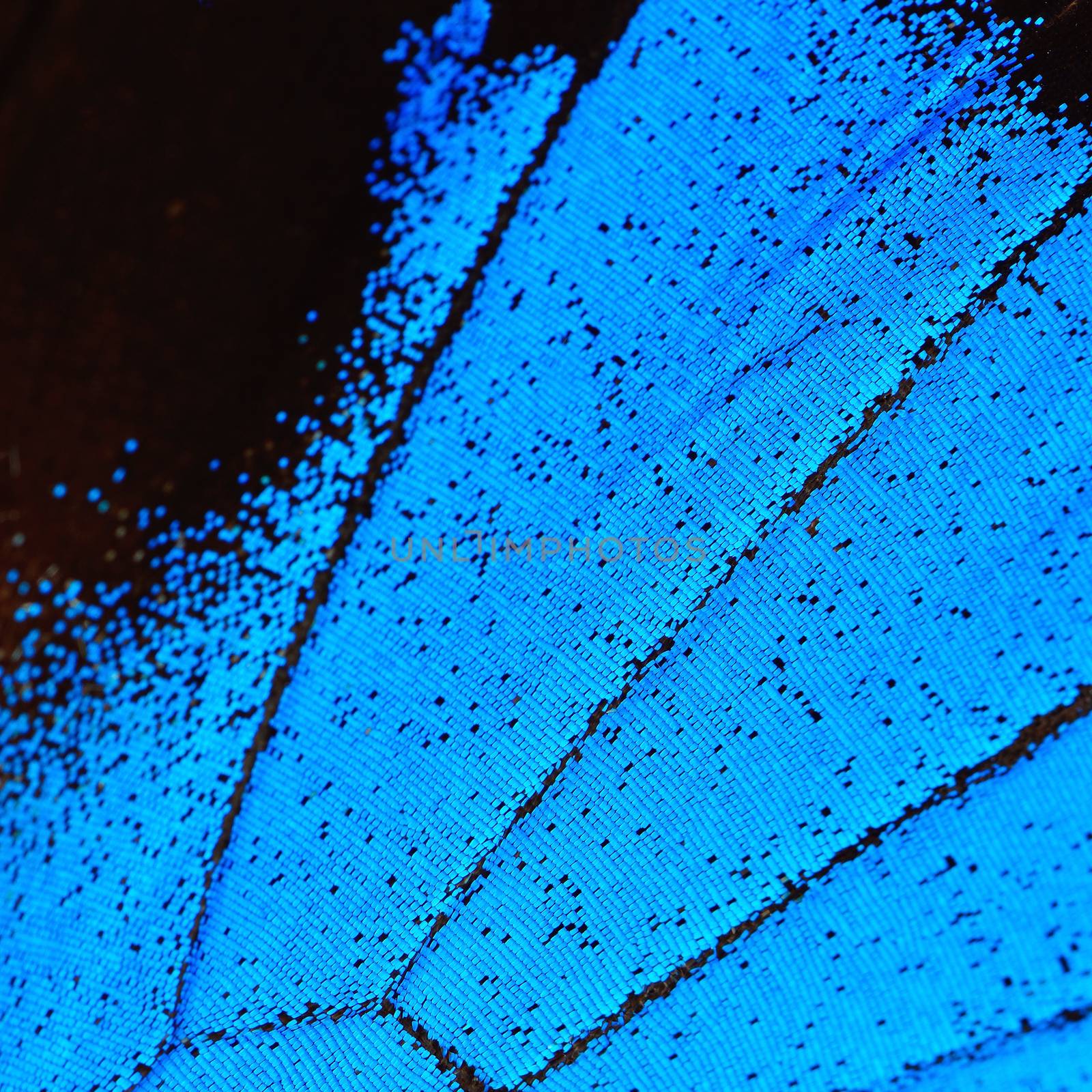 blue butterfly wing by panuruangjan