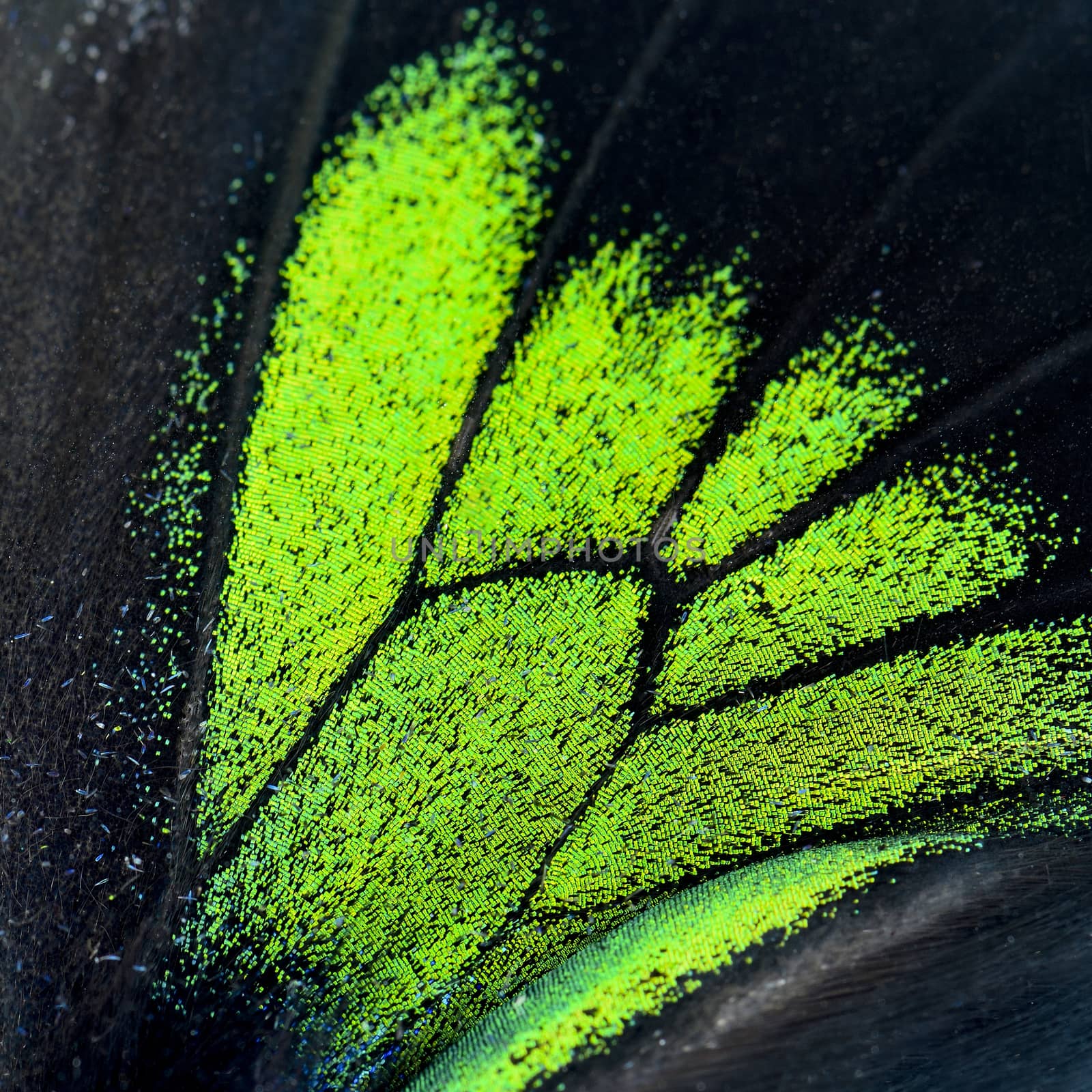 Nature texture, derived from green and black butterfly wing background