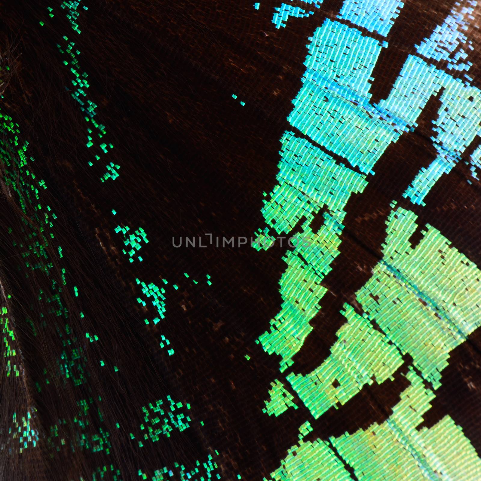 Green butterfly wing, nature pattern texture background