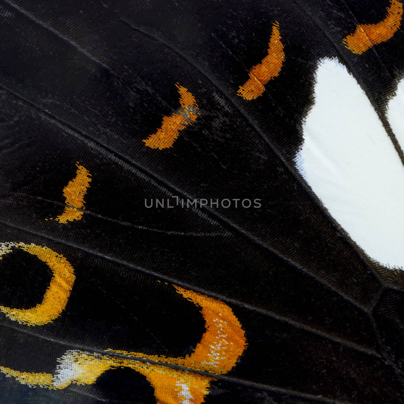 Nature texture, derived from orange and black butterfly wing background