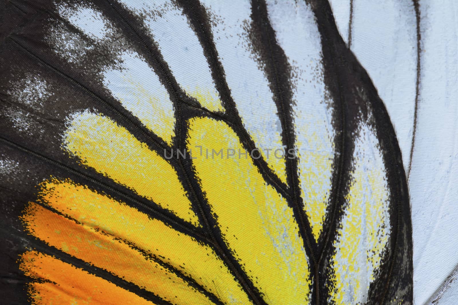 yellow and orange butterfly wing by panuruangjan