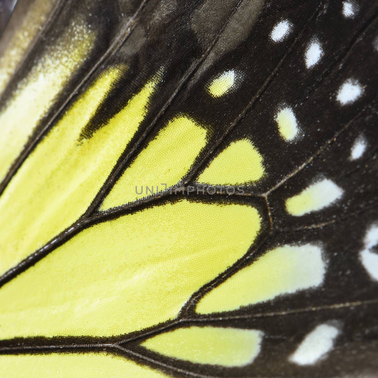 Nature texture, derived from yellow butterfly wing background