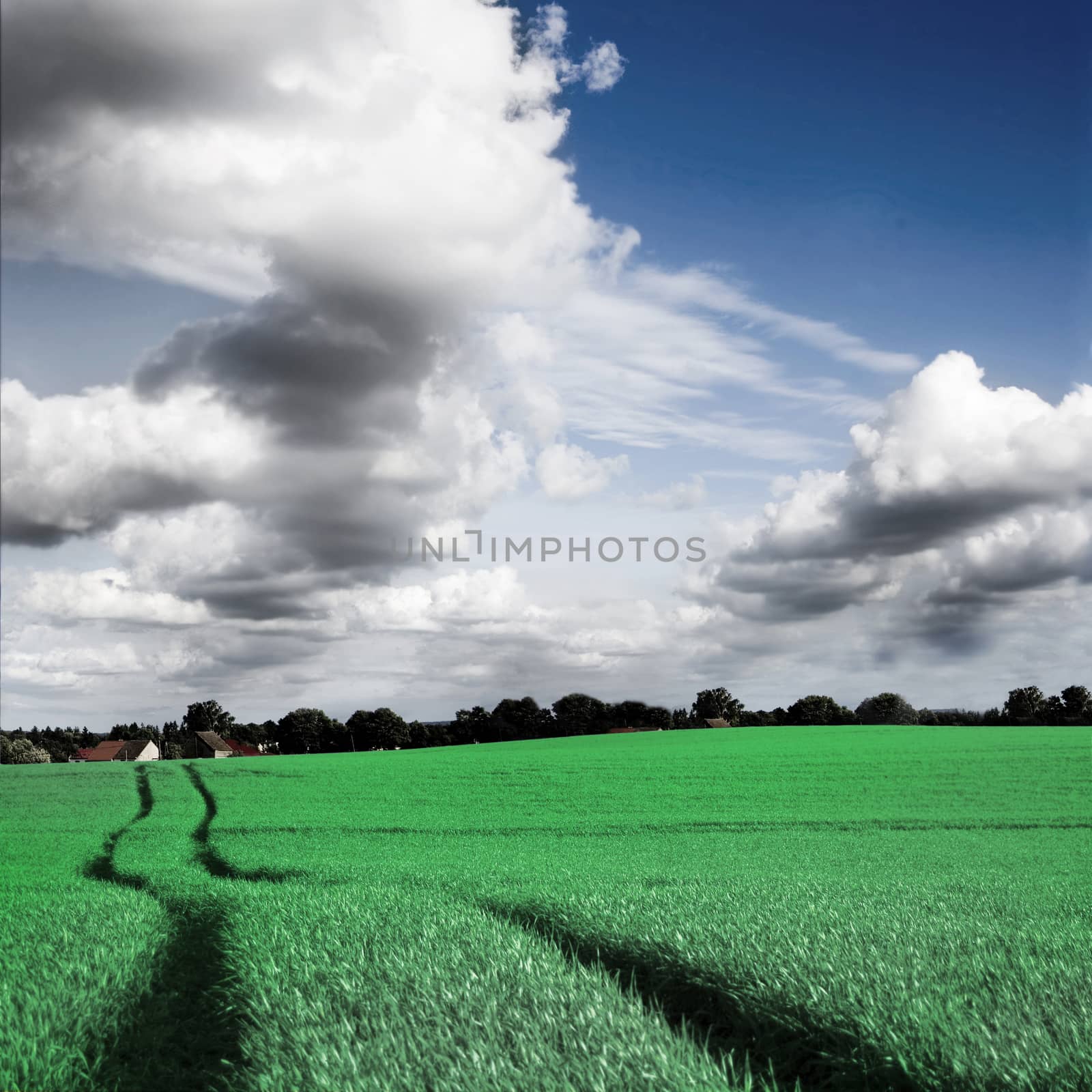 Green field and blue sky conceptual image. Picture of green field and sky in summer.