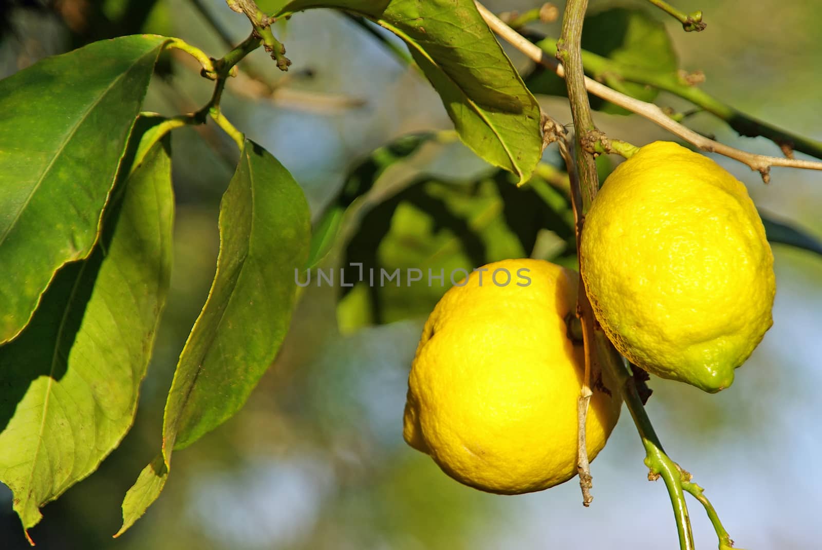 Two yellow lemons on a lemon tree