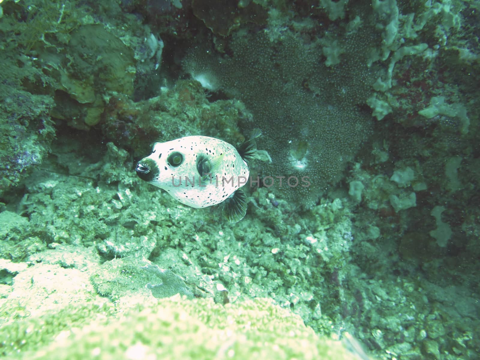 closed up the blackspooted puffer in north andaman, Thailand