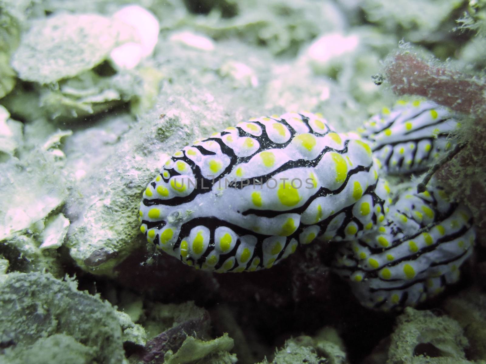 closed up the nudy branch in north Andaman, Thailand