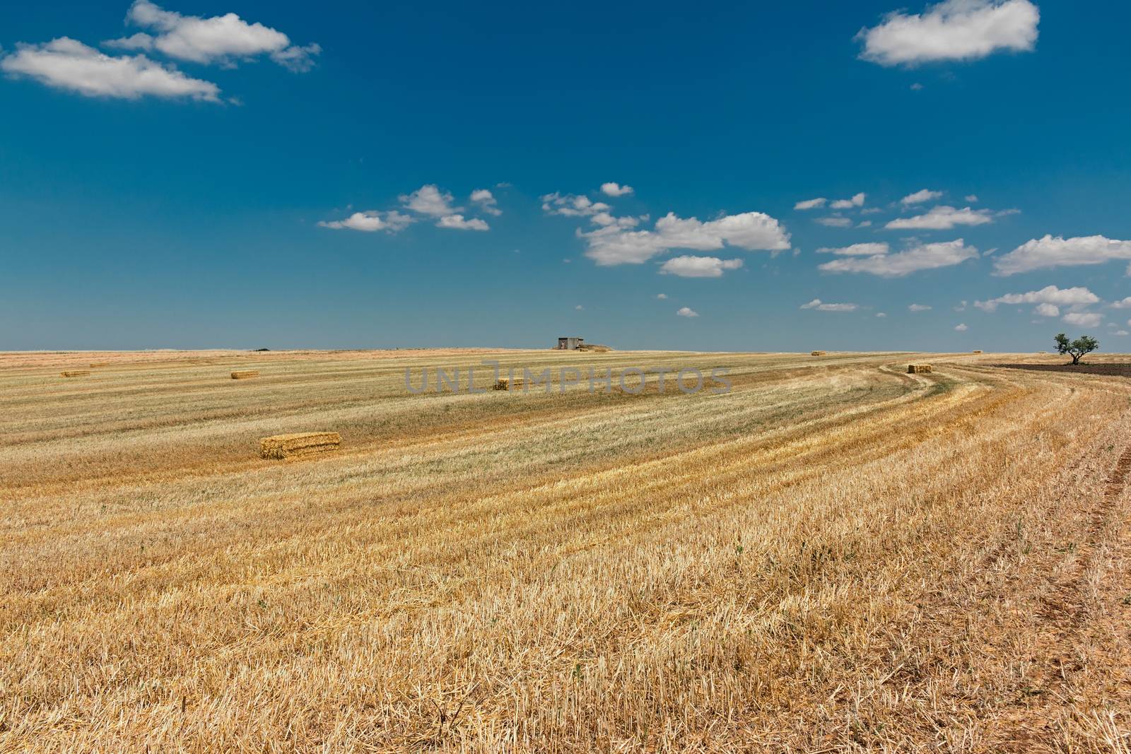 landscape of a cut wheat field