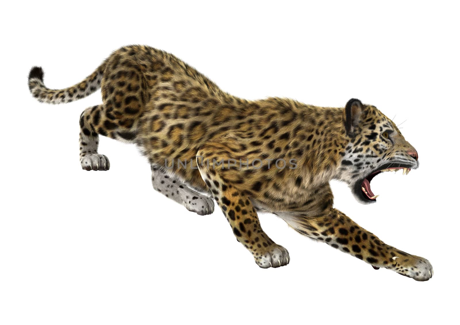 3D digital render of a big cat jaguar hunting isolated on white background